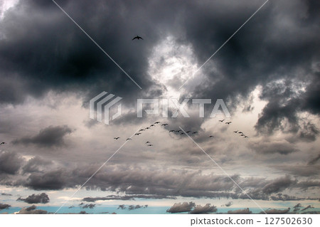 Geese fly South wedge pack (skein) 127502630