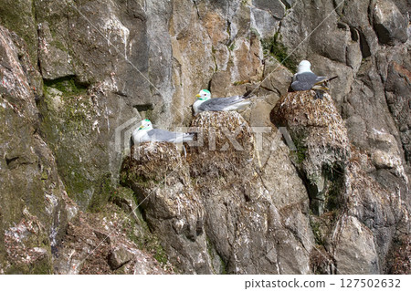 Plot rookery with nests of Kittiwakes 127502632