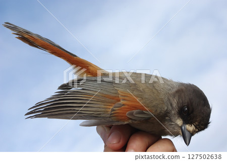 Siberian jay  on a hand 127502638