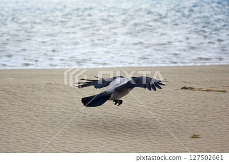 Hooded crow on seaside Hooded crow on seaside 127502661