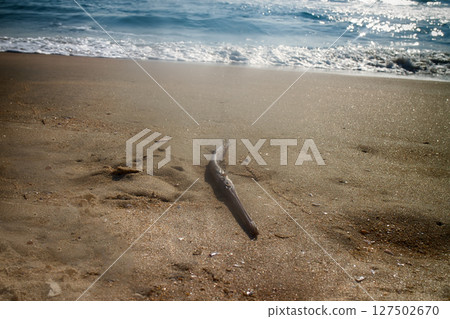 out by sea on beach of tropical fish of amazing shapes and species 127502670