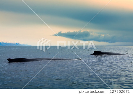 Whales in the Pacific ocean 127502671