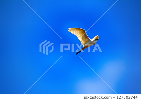 great egret (Egretta alba) in flight great egret (Egretta alba) in flight 127502744
