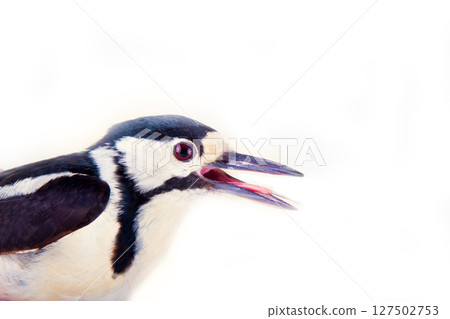 greater spotted woodpecker (Dendrocopos major) greater spotted woodpecker (Dendrocopos major) 127502753