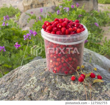 collected berry 127502755