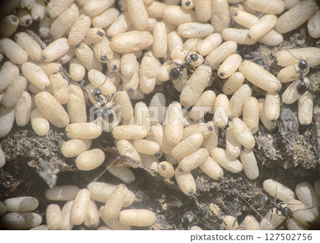 ground ants frantically carry eggs 127502756
