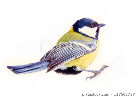 Great tit favorite bird of citizens of Europe 127502757