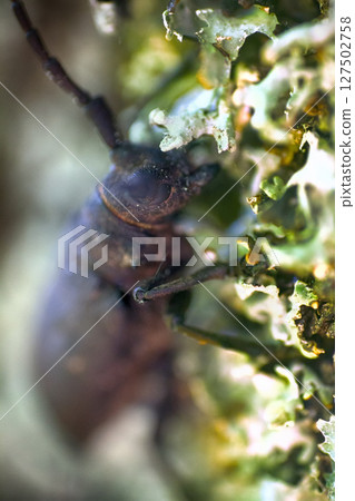 Longhorn beetle crawling on oak 127502758