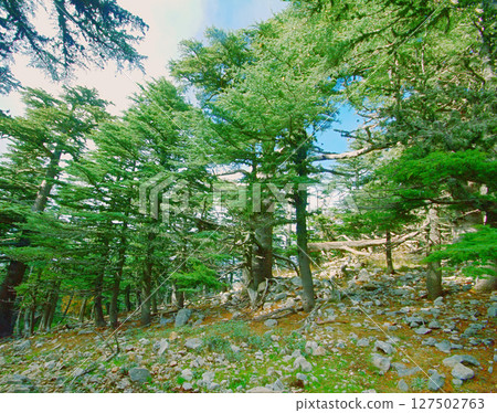 wild natural hillside and pine forest 127502763