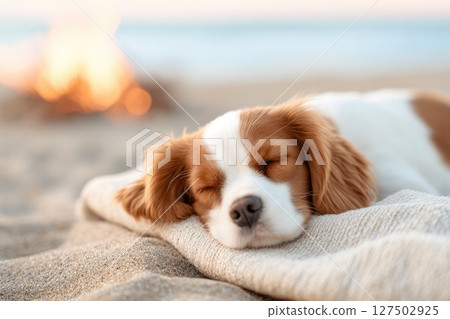 Cute Puppy Sleeping on Blanket at the Beach 127502925