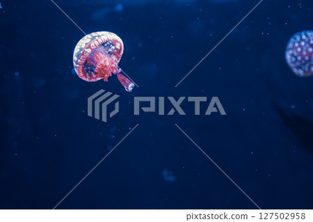 underwater photography jellyfish mastigias papua, spotted jelly, lagoon jelly, golden medusa 127502958
