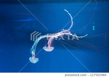 underwater photography jellyfish Purple striped jelly. Chrysaora colorata 127502960