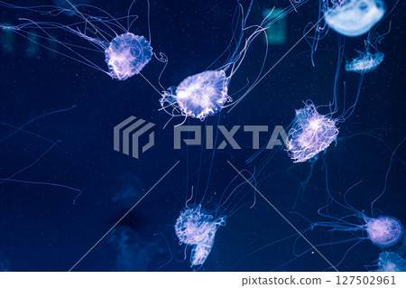 underwater photography jellyfish Chrysaora lactea, Milk Sea Nettle 127502961