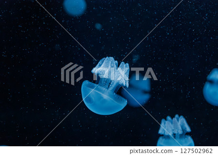 underwater photography jellyfish Blue Blubber Jelly, Catostylus mosaicus underwater photography jellyfish Blue Blubber Jelly, Catostylus mosaicus 127502962