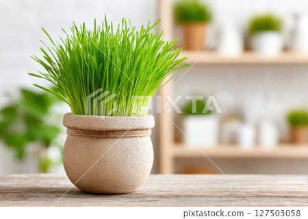 Decorative Wheatgrass in Rustic Pot for Home Decor Decorative Wheatgrass in Rustic Pot for Home Decor 127503058