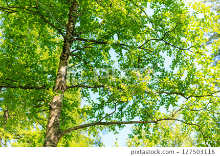 Green forest Green forest 127503118