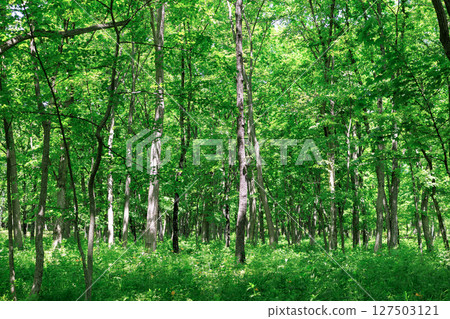 Green forest Green forest 127503121