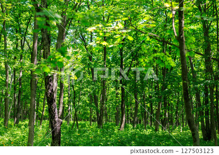 Green forest 127503123