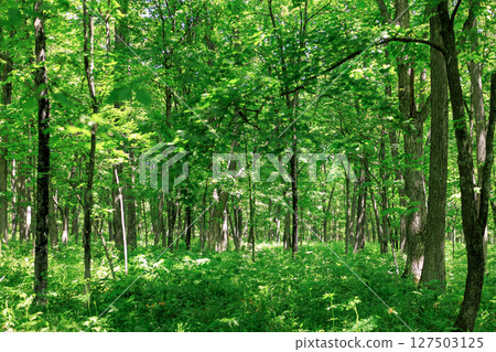 綠色森林 127503125