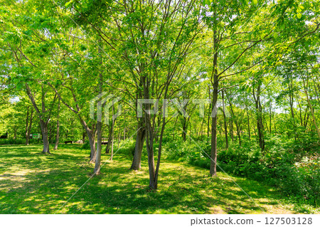 Green forest Green forest 127503128