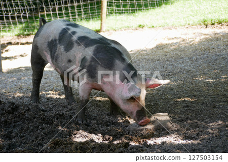 A farm pig digs its nose into a mud puddle 127503154