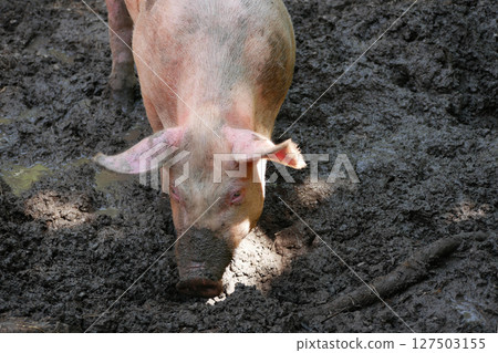 A farm pig digs its nose into a mud puddle A farm pig digs its nose into a mud puddle 127503155