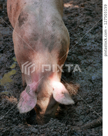 A farm pig digs its nose into a mud puddle 127503159