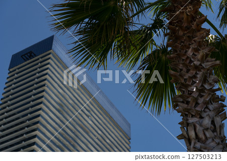 Tall building on the background of palm trees and clear sky in Batumi 127503213