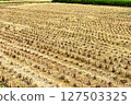 Scenery of rice field after harvesting 127503325