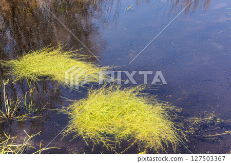 Strange water plants growing at surface of small lake in Andringitra National Park as seen during trek to Pic Boby. Most of flora in is endemic on Madagascar 127503367
