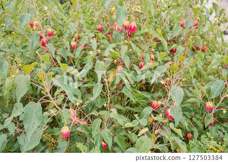 Local flora - small bushes with wet red rose like flowers, most of it endemic to Madagascar growing in Andringitra National Park as seen during trek to peak Boby Local flora - small bushes with wet red rose like flowers, most of it endemic to Madagascar growing in Andringitra National Park as seen during trek to peak Boby 127503384