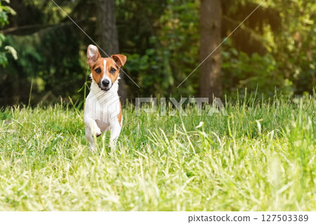 Jack Russell terrier running towards camera over green grass meadow, her fur wet from swimming in river, 127503389