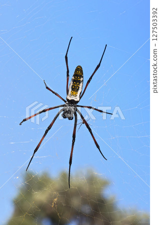 Red legged golden orb weaver spider female - Nephila inaurata madagascariensis, resting on her nest, sun over blurred bushes and sky in background 127503392