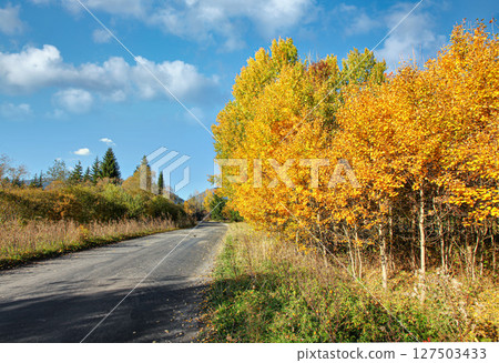 Asphalt country road, with autumn coloured yellow trees and grass on sides, nice blue sky in distance 127503433