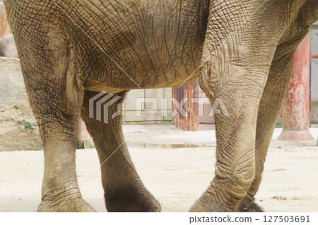 懷孕的森林象的腹部 懷孕的森林象的腹部 127503691