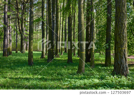 A spring park on a clear sunny day, fresh green foliage on black trunks and branches of trees, a background light illuminates the foliage 127503697