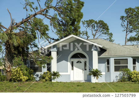 Fallen down tree after hurricane in Florida. Consequences of natural disaster Fallen down tree after hurricane in Florida. Consequences of natural disaster 127503799