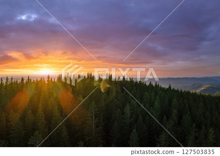 Dark pine forest illuminated with bright setting sun. Aerial view of colorful sunset in wild mountains. Beautiful nature landscape Dark pine forest illuminated with bright setting sun. Aerial view of colorful sunset in wild mountains. Beautiful nature landscape 127503835