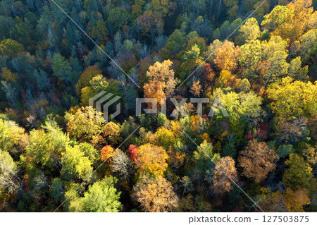 Colorful woods with yellow and orange canopies in autumn forest. Landscape of wild nature in autumn Colorful woods with yellow and orange canopies in autumn forest. Landscape of wild nature in autumn 127503875