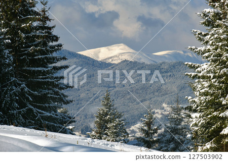 Closeup of pine tree branches covered with fresh fallen snow in winter mountain forest on cold bright day. Closeup of pine tree branches covered with fresh fallen snow in winter mountain forest on cold bright day. 127503902