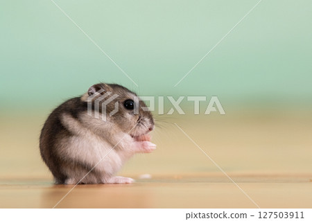 Closeup of a small funny miniature jungar hamster sitting on a floor. Fluffy and cute Dzhungar rat at home. Closeup of a small funny miniature jungar hamster sitting on a floor. Fluffy and cute Dzhungar rat at home. 127503911