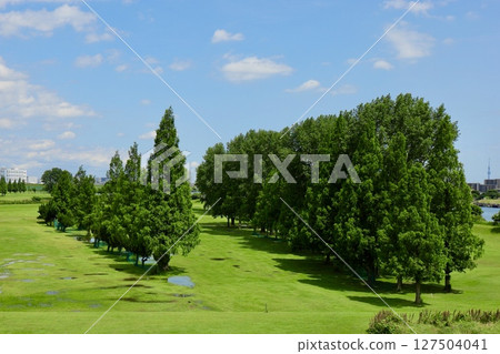 A park with conifers and broadleaf trees 127504041