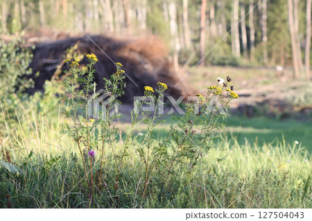 Mixed forest area after felling with young growth. 127504043