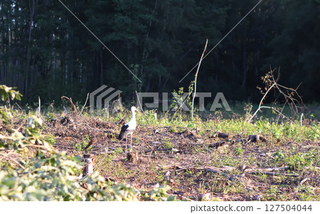 Mixed forest area after felling with young growth. 127504044