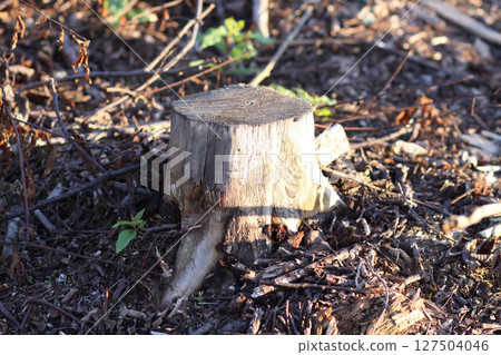 Mixed forest area after felling with young growth. Mixed forest area after felling with young growth. 127504046