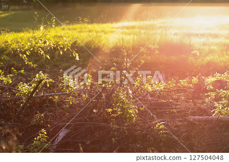 Mixed forest area after felling with young growth. Mixed forest area after felling with young growth. 127504048