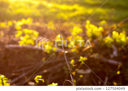 Mixed forest area after felling with young growth. 127504049
