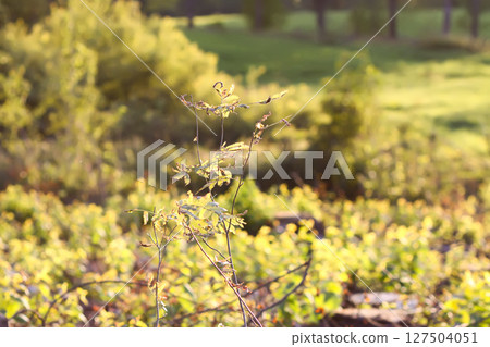 Mixed forest area after felling with young growth. 127504051