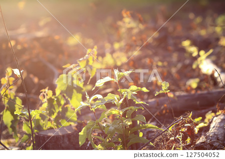 Mixed forest area after felling with young growth. 127504052