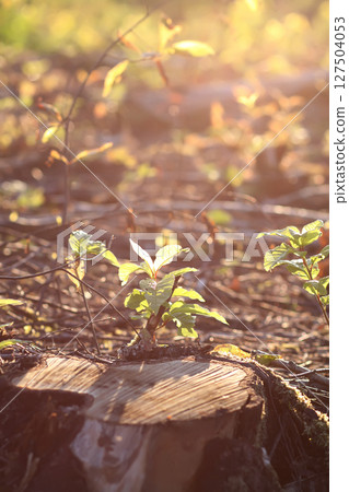Mixed forest area after felling with young growth. 127504053